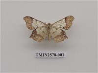 藏品(尺蛾88)的圖片